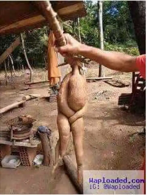 Unbelievable! Weird Photo of Cassava Tuber Covering Its 